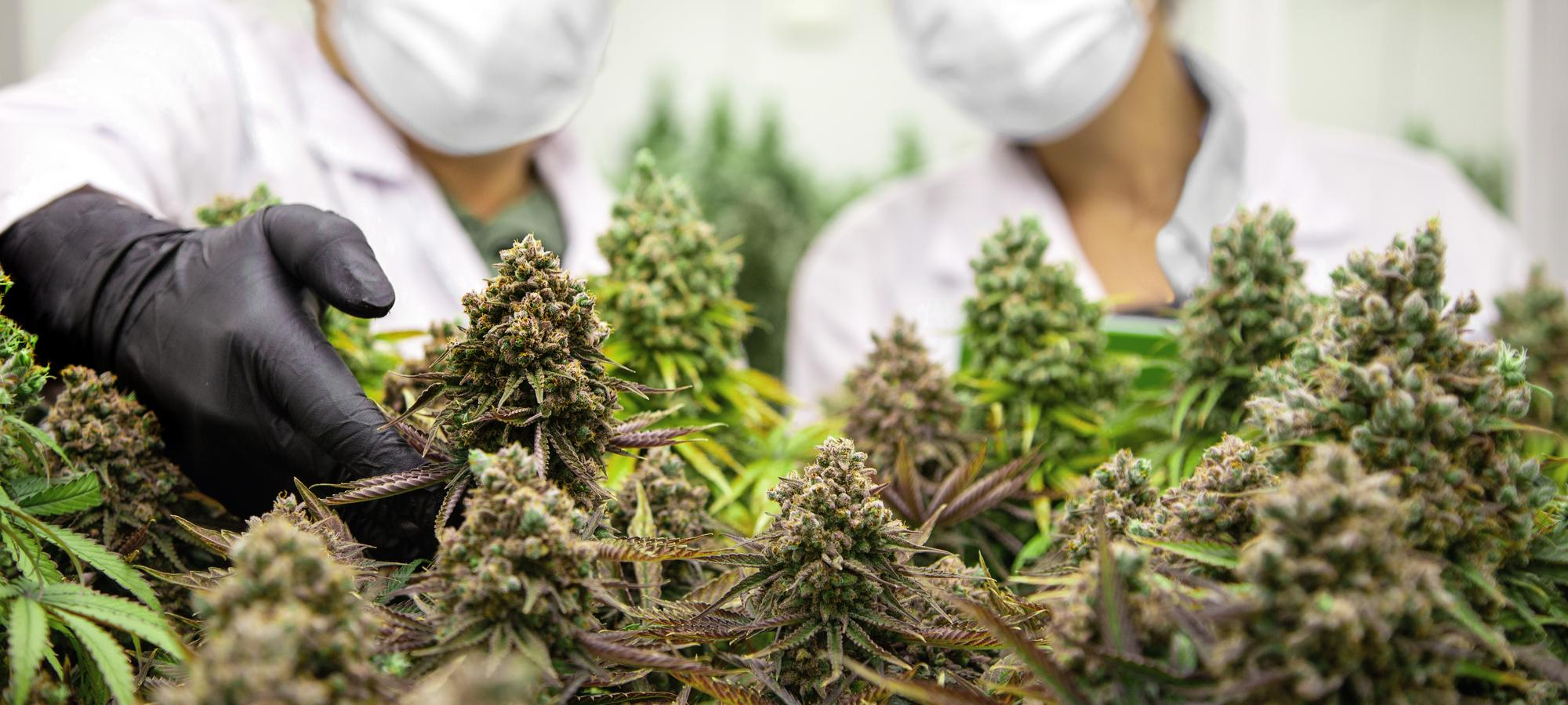 cbd au meilleur rapport qualité prix