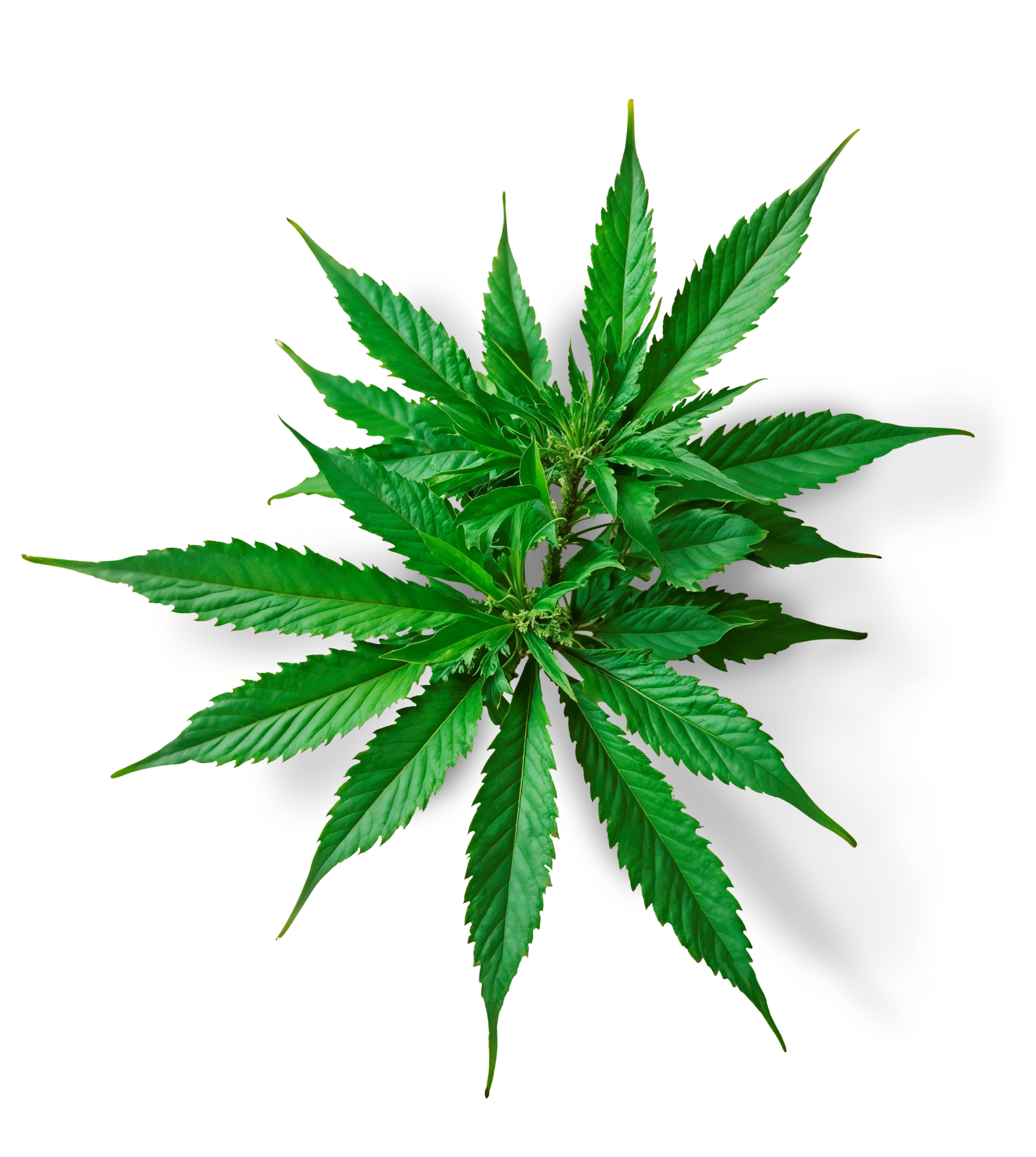 cannabis sativa